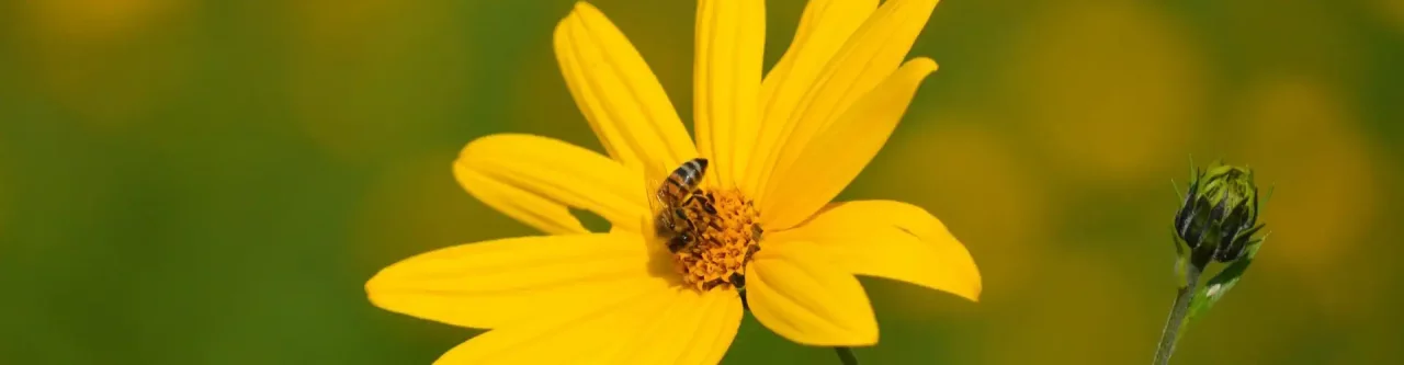 Zahnschmerzen Zahnarzt, Herde und Störfelder